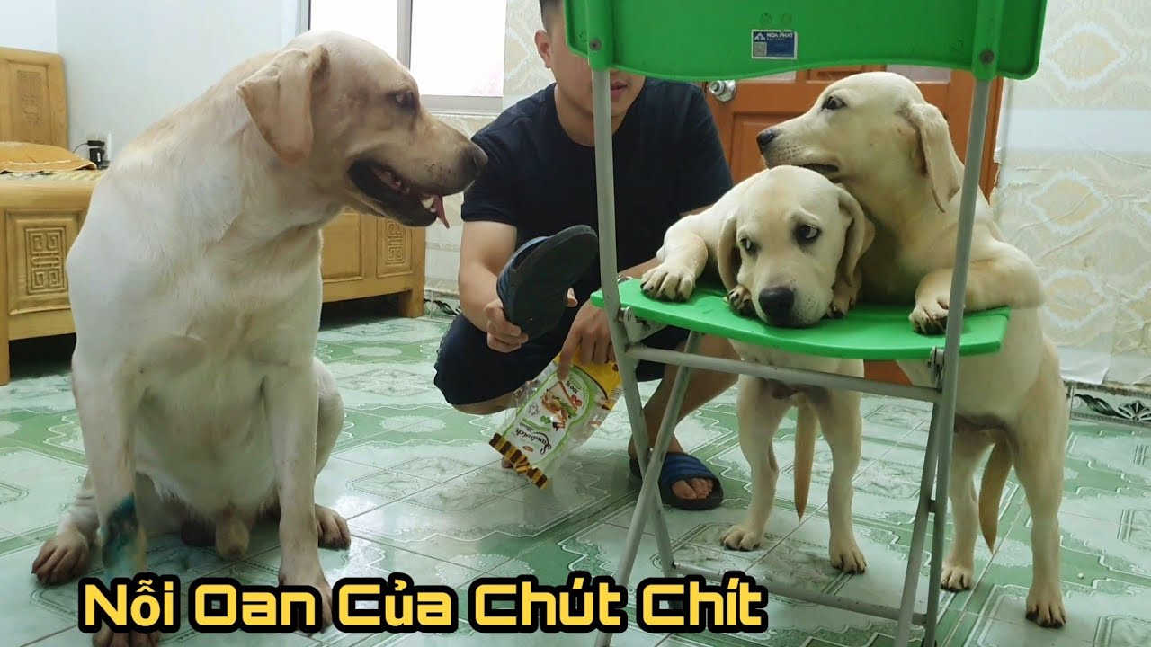 Chút Chít bị đổ tội oan, Củ Cải ra tay đòi lại công bằng - Thủ phạm thực sự là ai?
