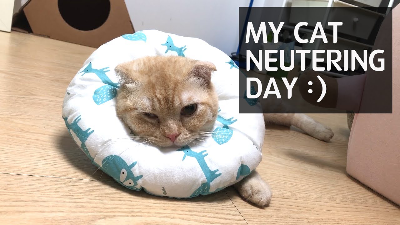 Behavior after cat neutering surgery