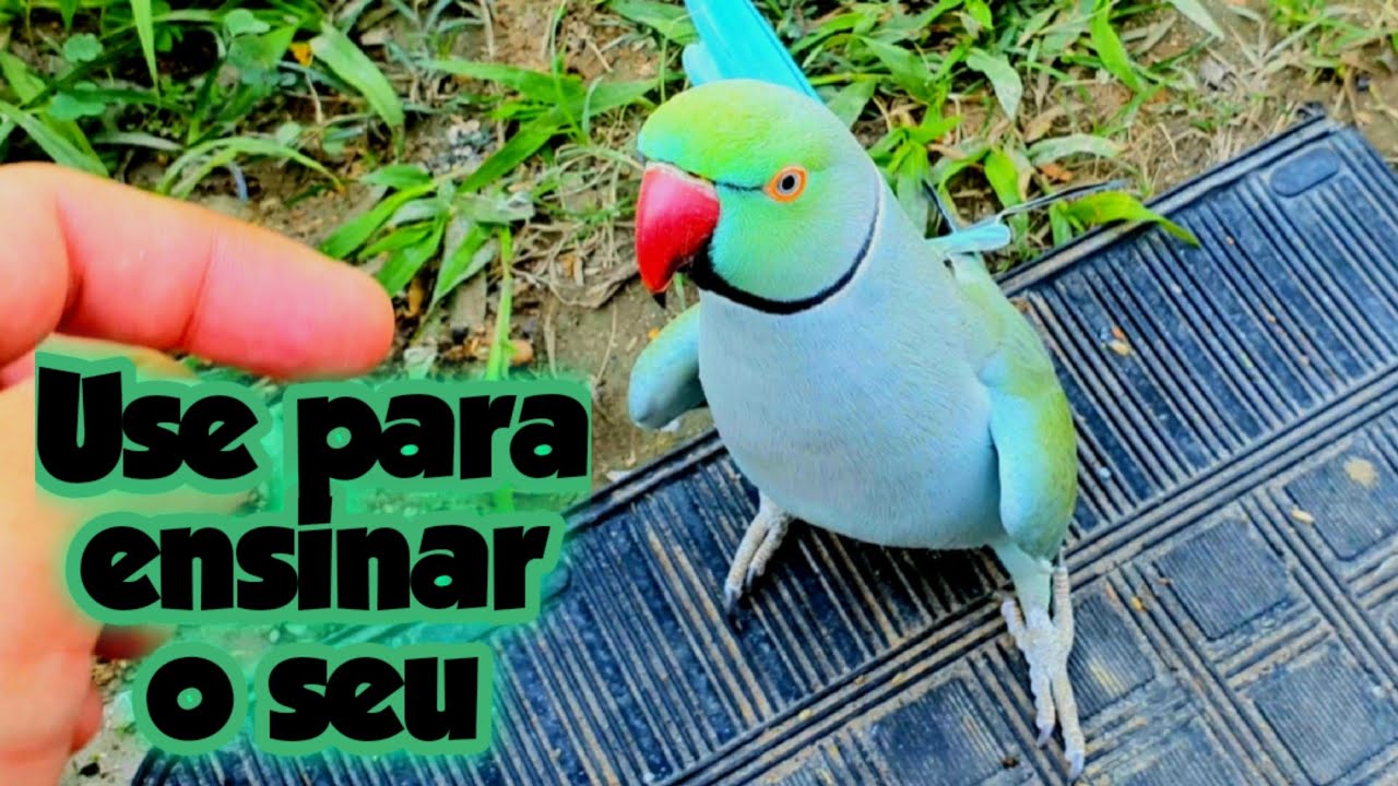 RING NECK MAIS FALANTE DO YOU TUBE -  FALA COMIGO BB