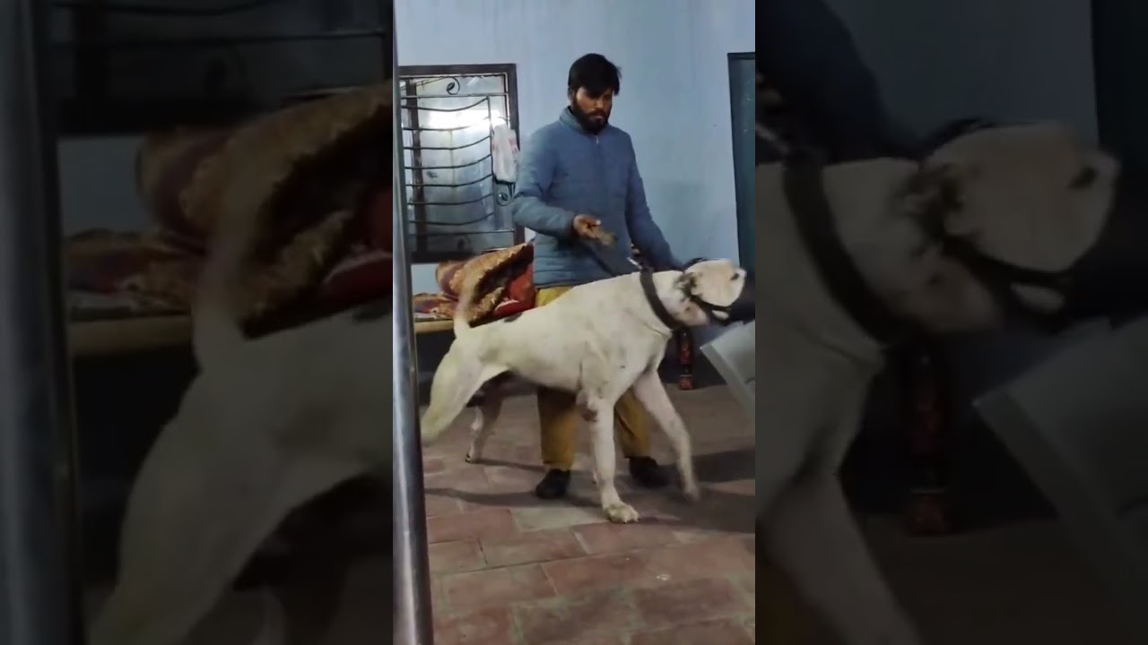 Full white Pakistani bully dog