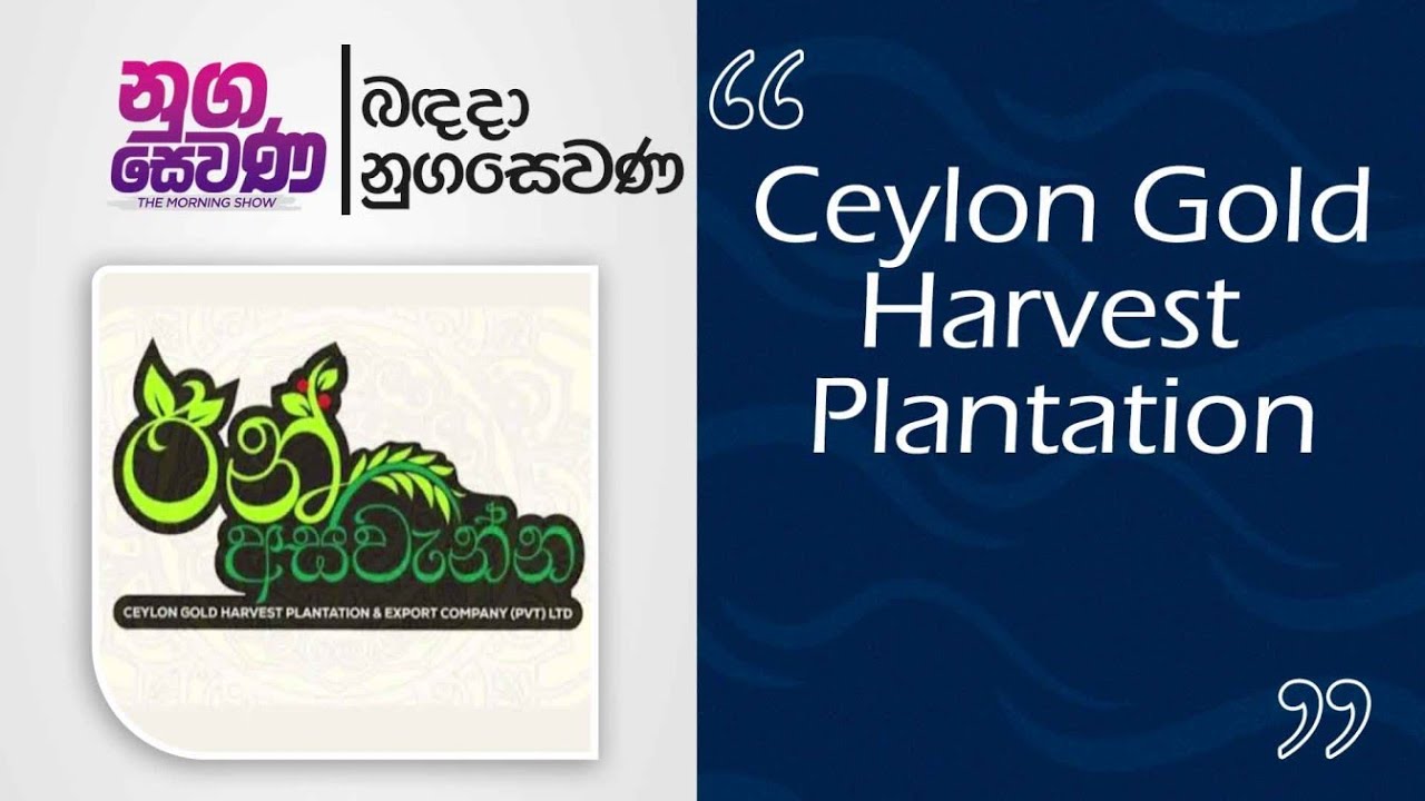 Nugasewana | Ran Aswenna - Ceylon Gold Harvest Plantation |2026-01-28|Rupavahini