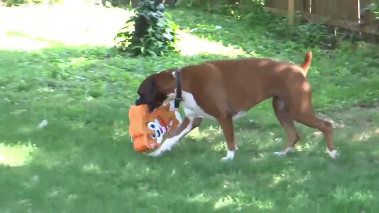 Boxer dog birthday bash with a pinata #happydogs #dogsplaying #boxerdog #happydoggo