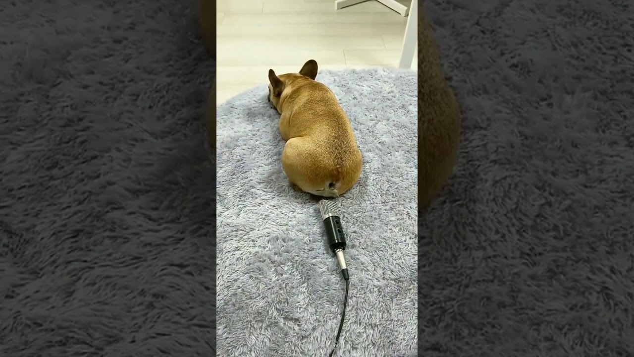 Dog Farting😂😂