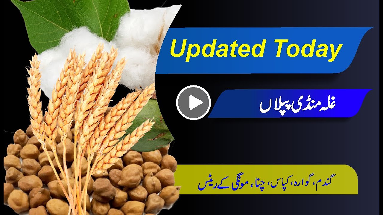 Punjab Galla Mandi updated Rate l غلہ منڈی پپلاں l Mongi Chana Goara Rate Today l Bashir Sandhila