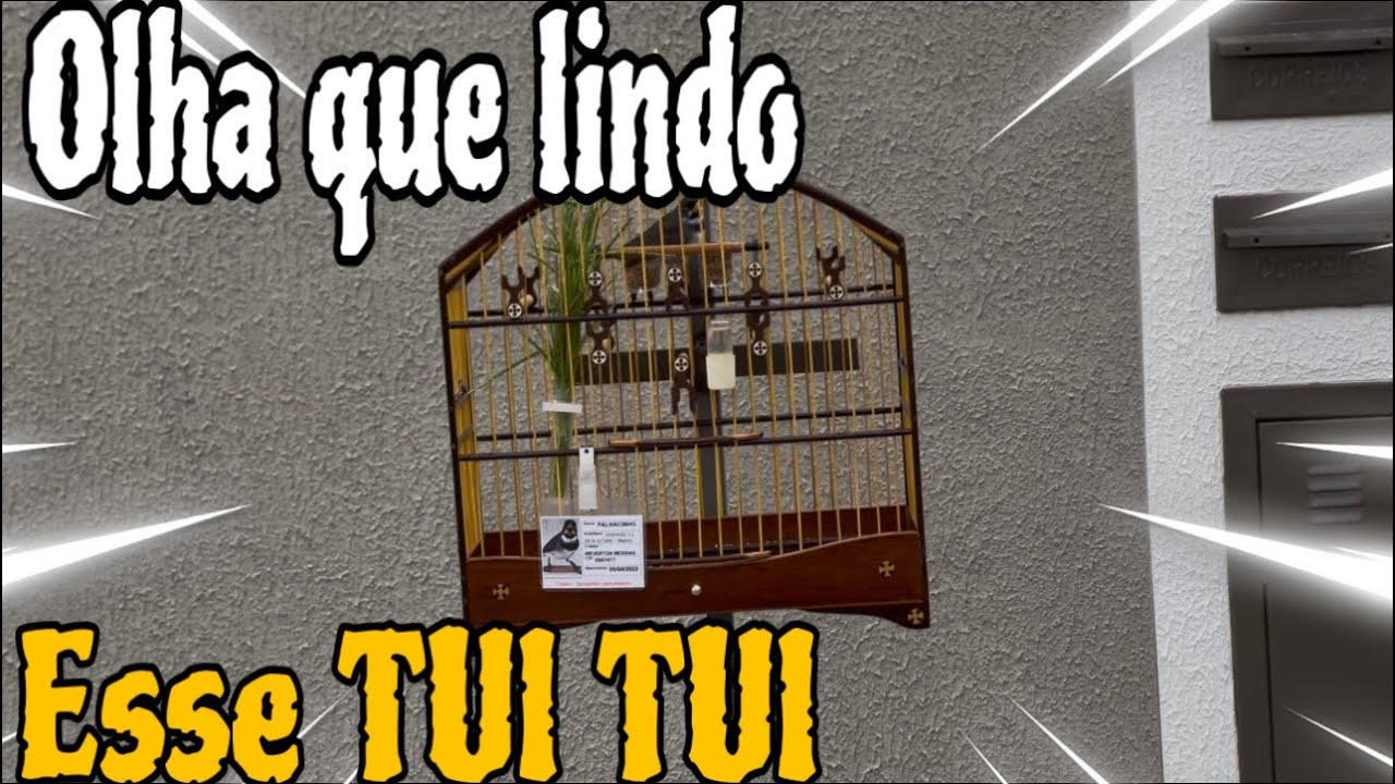 NOVO COLEIRO CHEGOU E JÁ COMEÇAMOS A FAZER ALGUMAS MUDANÇAS IMPORTANTES, FAÇA ISSO TAMBÉM @manotom