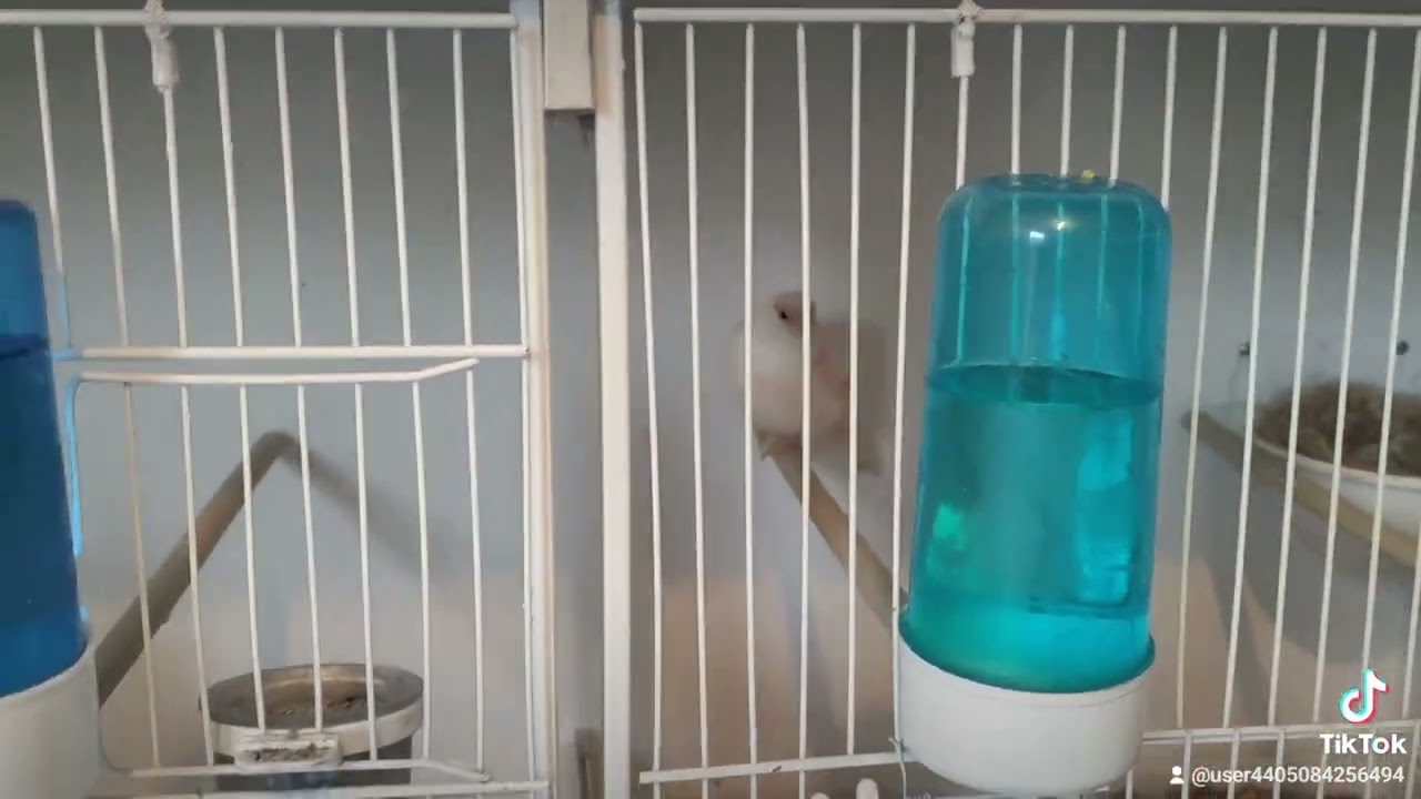 A top tip for your canary cage perchs!!!!!