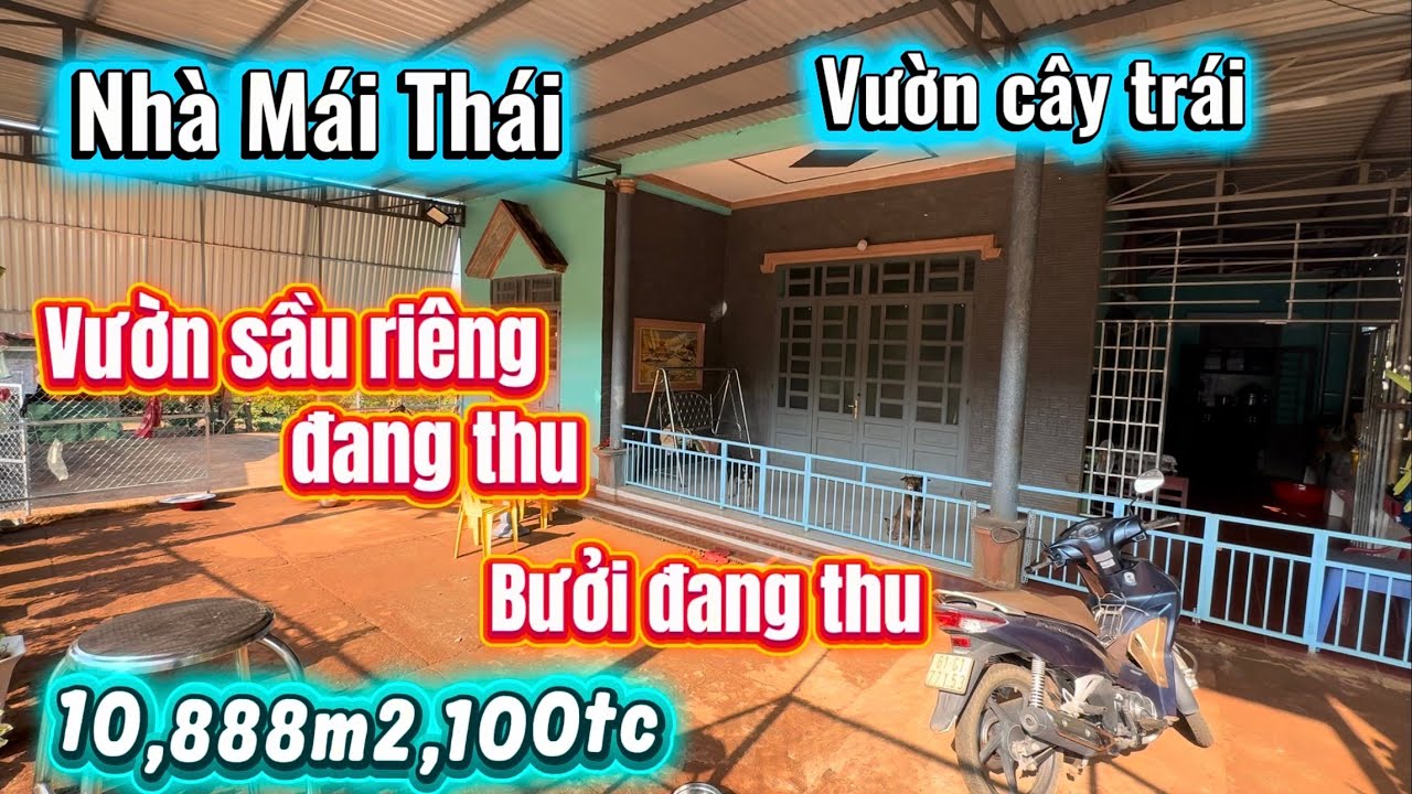 Bán nhà mái thái kèm vườn sầu riêng,trại dê,bưởi da xanh cho thu hoạch ổn đnhj 