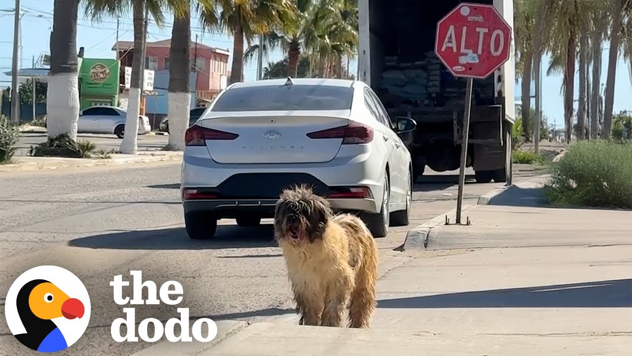 Severely Matted Dog Gets First Haircut In 7 Years | The Dodo