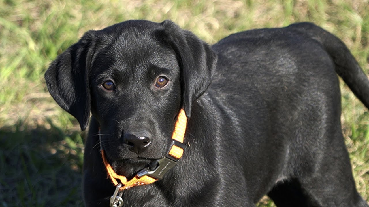 Teaching the Retrieve with Bill Hillmann - Brigadier 9wks