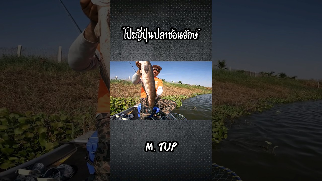 @hatatakuma BigAss #snakehead #โปรญี่ปุ่น #ตกปลา #ปลาช่อน#fishing  #ตกปลาช่อน