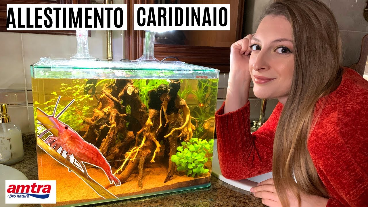ALLESTIMENTO da zero CARIDINAIO 36 LITRI 🦐💦