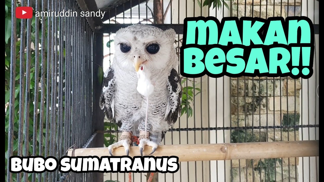 WAKTUNYA MAKAN!! - BURUNG HANTU - BUBO SUMATRANUS