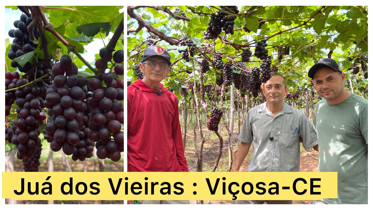 CONHECENDO A VINHA DE SEU BATISTA E EDIVALDO E SUAS EXPERIÊNCIAS NO CULTIVO DA UVA QUALIDADE E SABOR