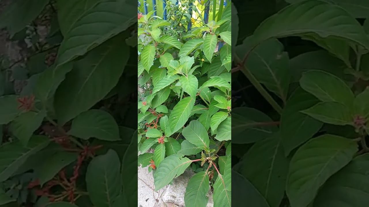 esta planta se llama chichipince  y se  usa para desinflamar golpes  y curar heridas