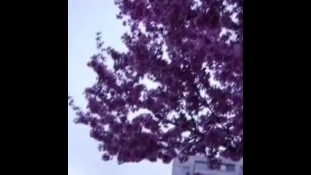 Liquid Smooth - Mitski (Tiktok Version) [FULL VERSION SLOWED]