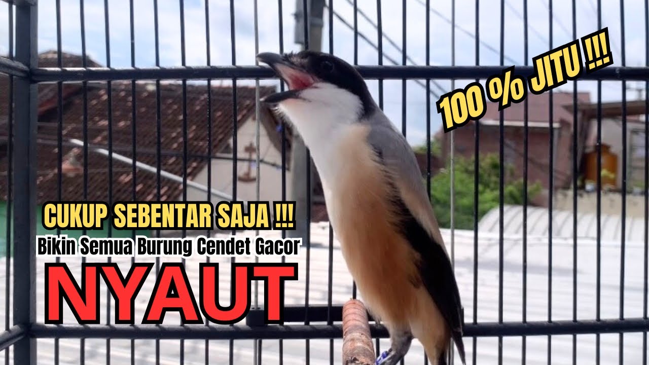 burung cendet gacor EMOSI AMPUH buat PANCINGAN CENDET AGAR BUNYI bikin BURUNG PENTET GACOR AKTIF
