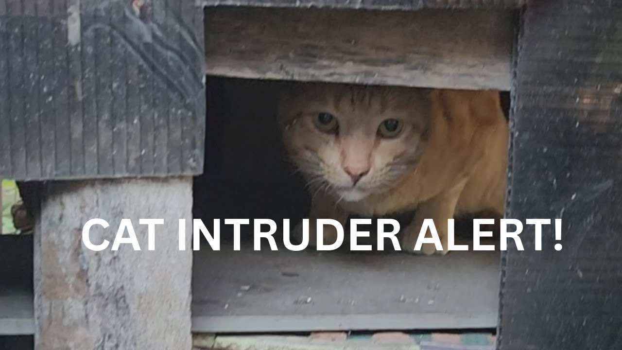 Unexpected Cat Intruder Invades My Backyard 😼 Scares My Outdoor Cats & Steals Their Food!
