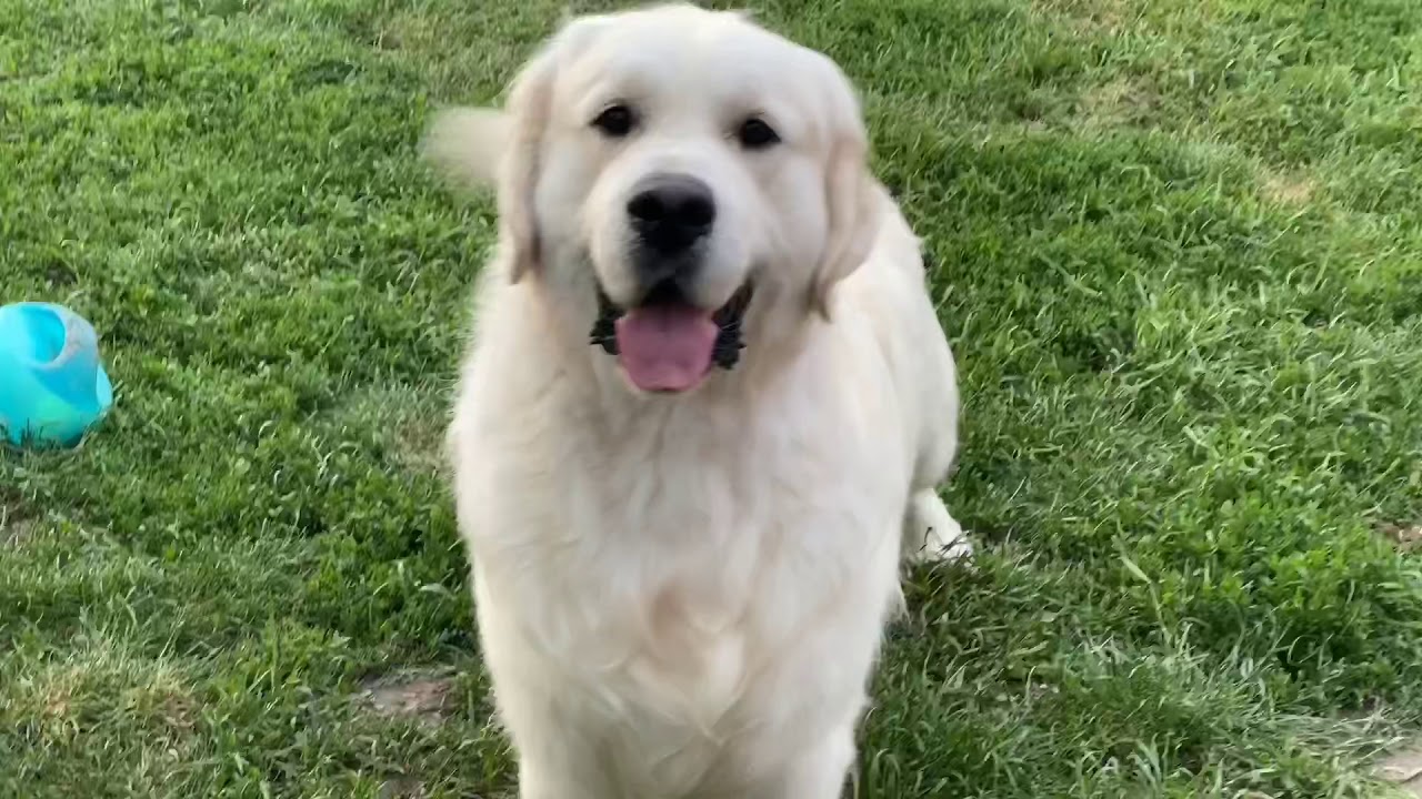 2 year old Golden Retriever Clear Passion kennel
