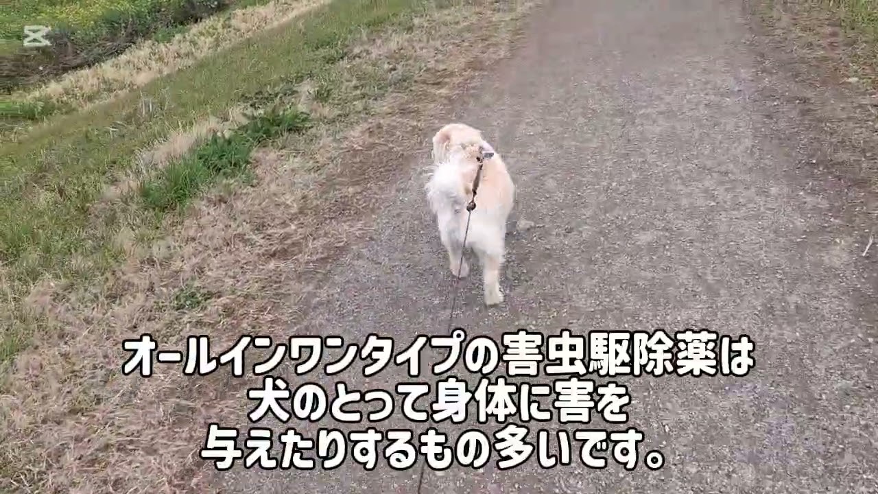 娘達が活発だと安心な一日が送れそうです🥰#柴犬#柴プー#可愛い犬