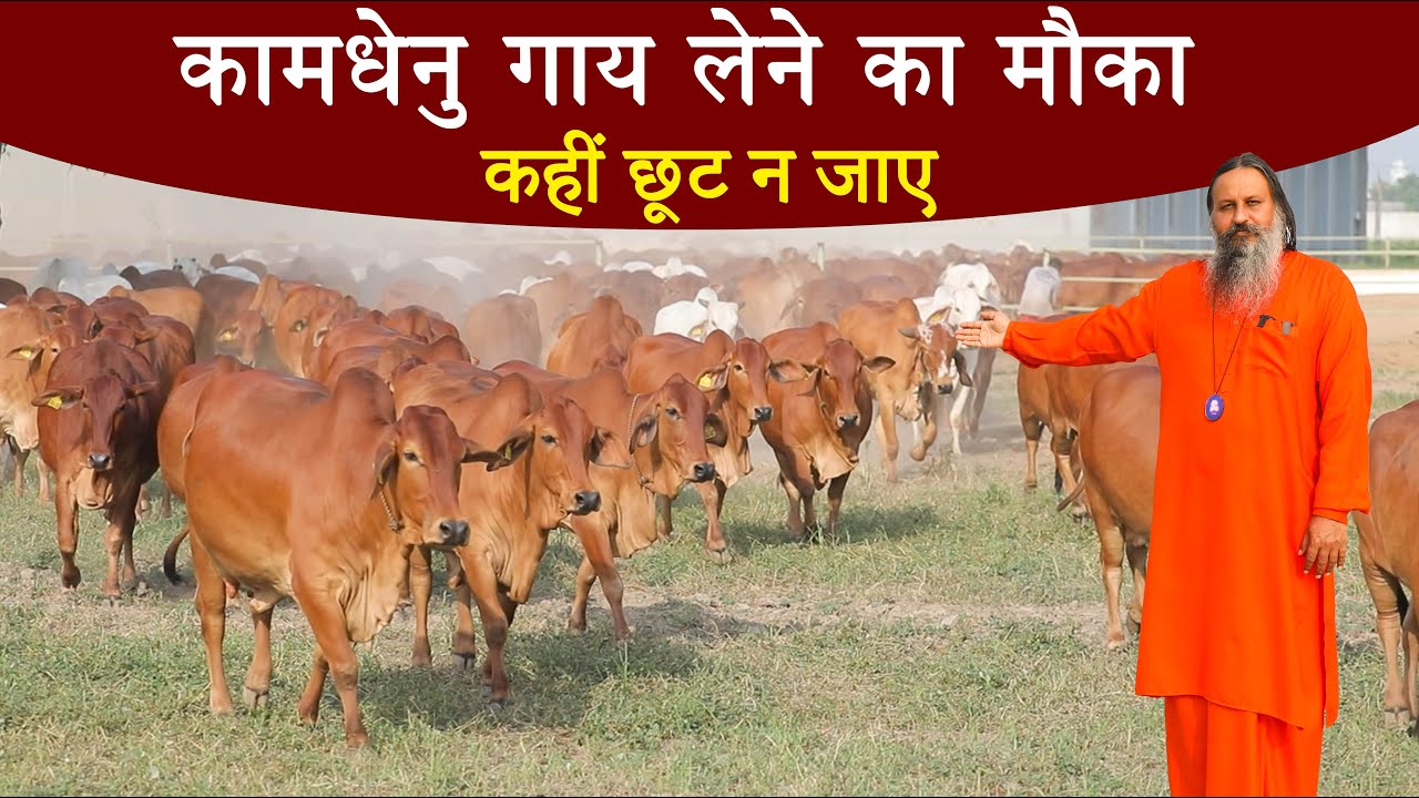 कामधेनु गौशाला अपनी गायों को सेल करने जा रही है, यह गायें सदाहरण नहीं हैं। Cow sale | Sahiwal cow