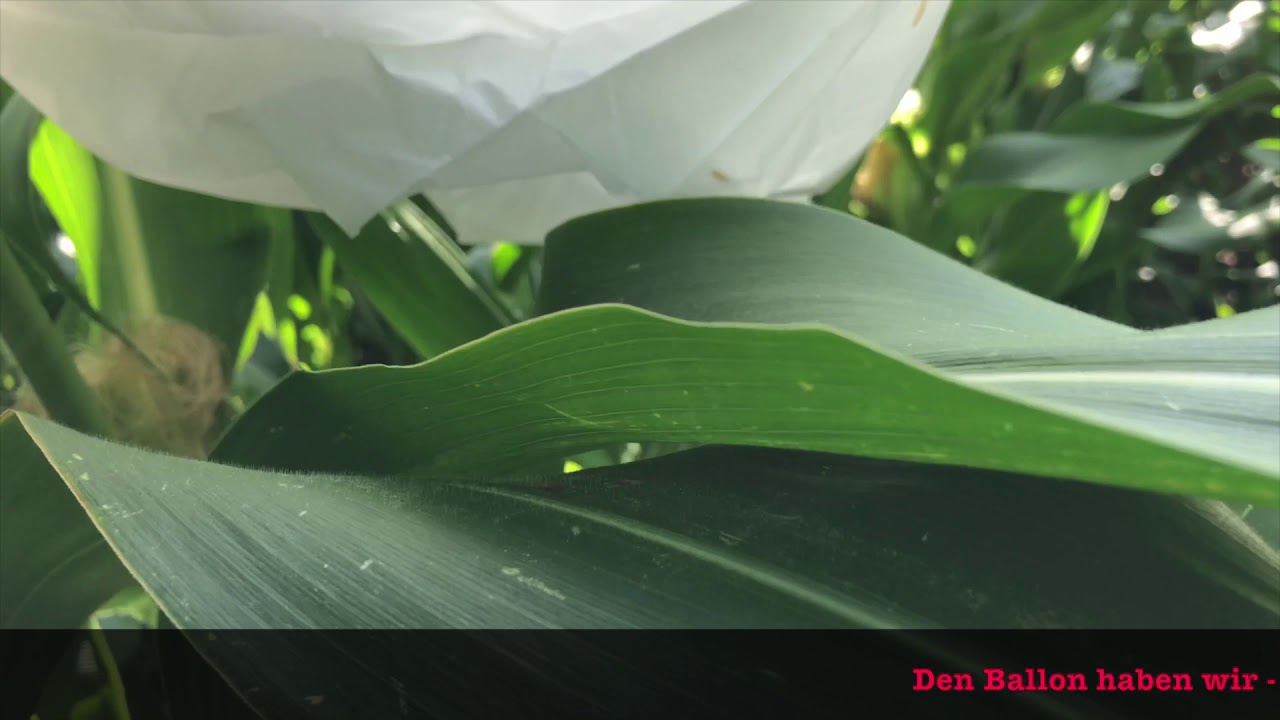 Sondenjagd am 21.07.2019