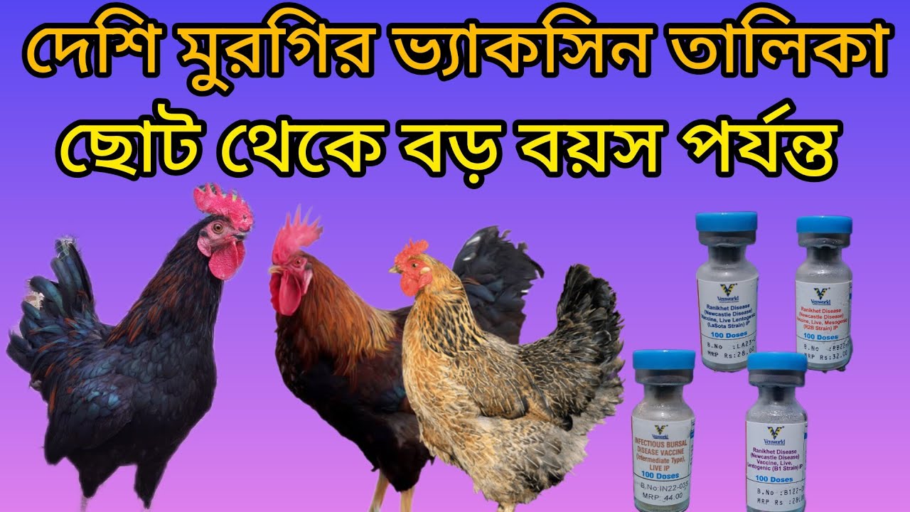Desi Murgi | All Vaccine Schedule | দেশি মুরগির পুরো ভ্যাকসিন তালিকা @AnkushChakladar-vk3lr