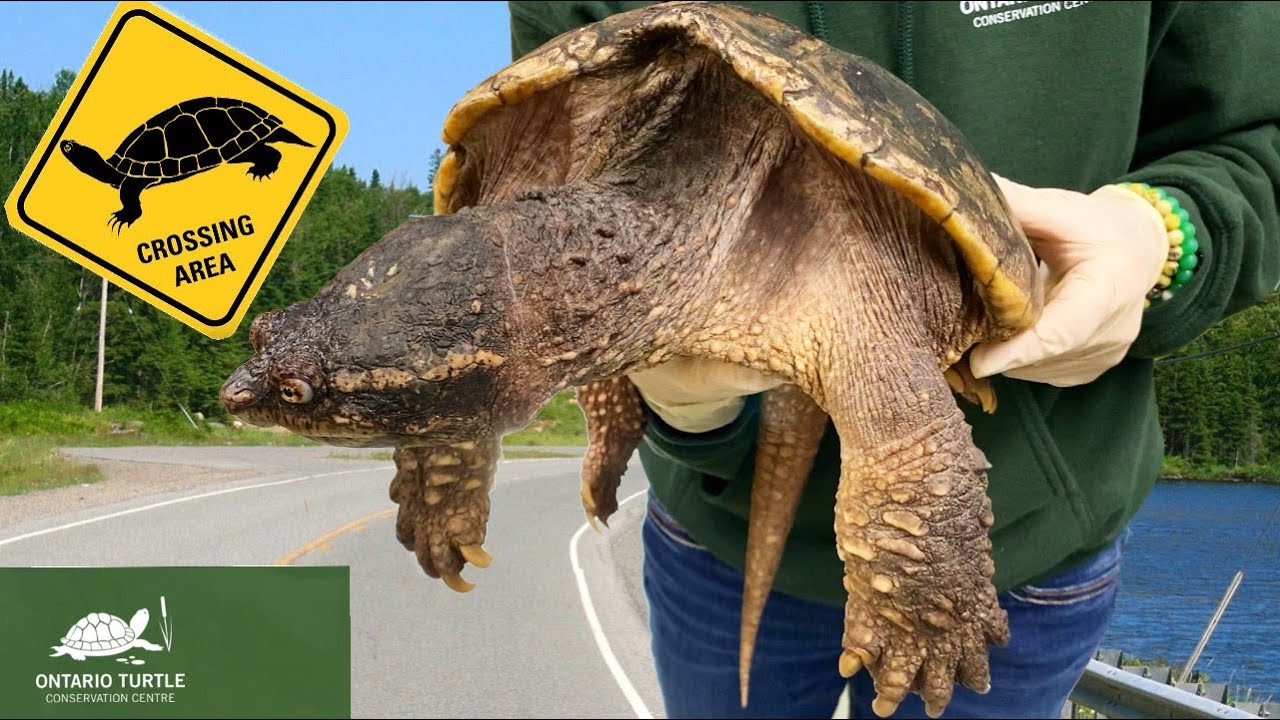 Rescuing thousands of Turtles! Ontario Turtle Conservation Centre Tour