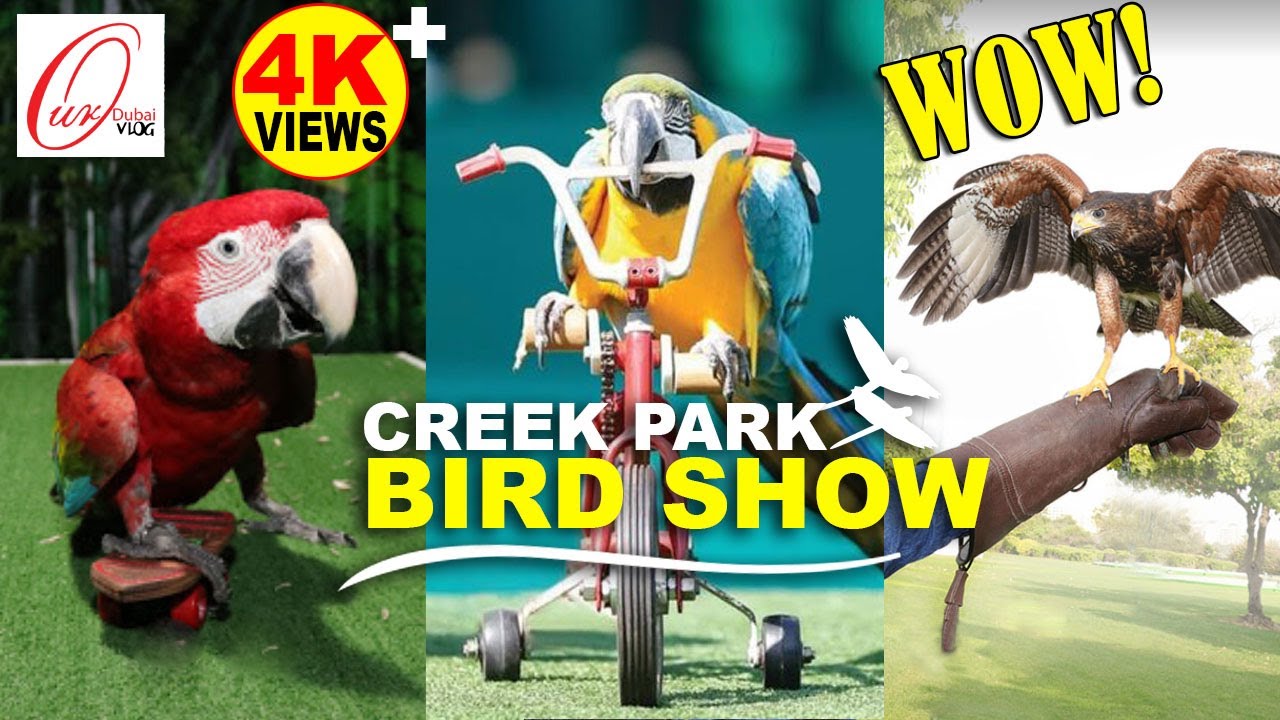Wow! Birds Shows in Dubai | Creek Park | Dubai Public Parks