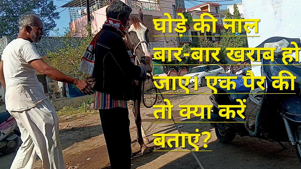 घोड़े की नाल बार-बार खराब हो जाए। एक पैर की, तो क्या करें बताएं? The horse world