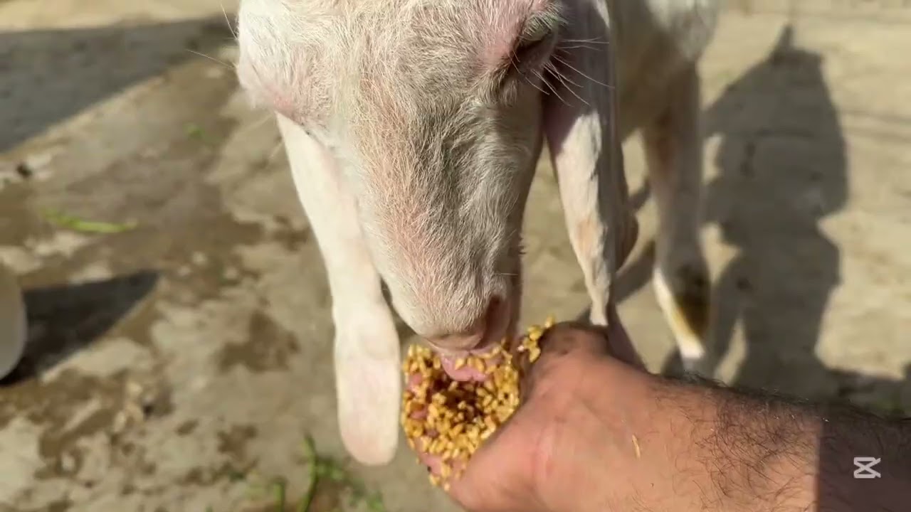 Janwaro ko gandum khilaya | Kese aur kab Dena hai | Haider’s divine goat