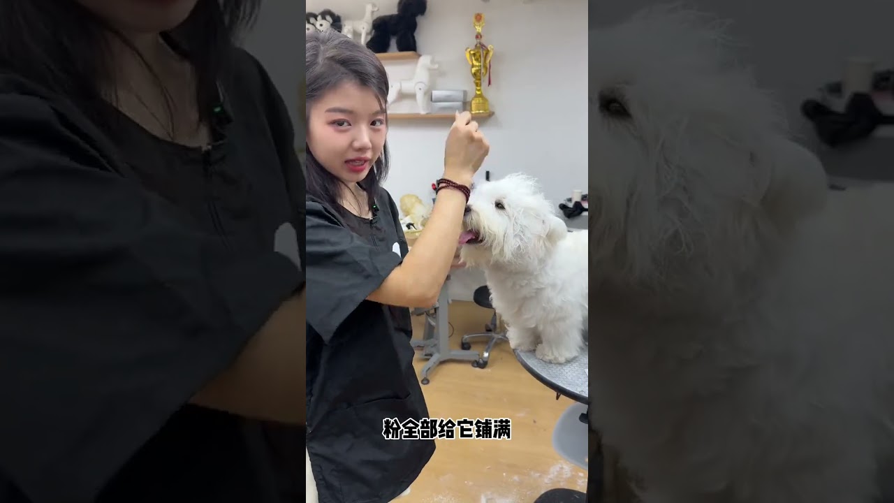 帶你們看看在家應該怎麼給西高地打樁，讓頭毛立起來 #西高地 #西高地打樁 #寵物美容教程 #寵物美容師 #寵物美容培訓學校