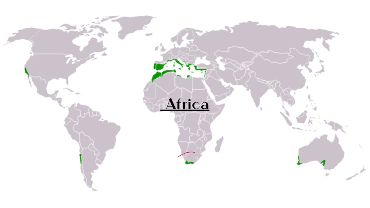 Natural Vegetation and Wildlife (Mediterranean Forest)