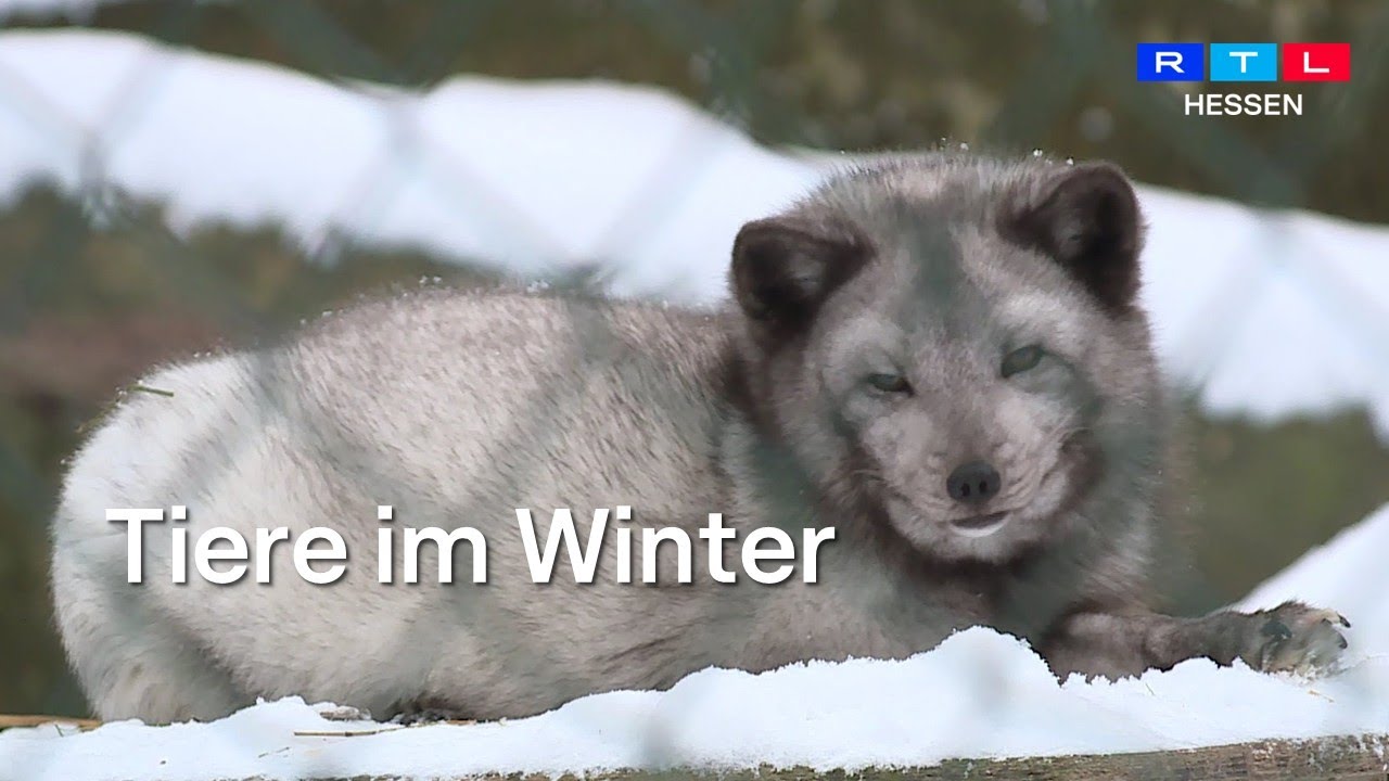Im Opel-Zoo in Kronberg wird erklärt, welches Tier mit Kälte klarkommt und welches Hilfe braucht