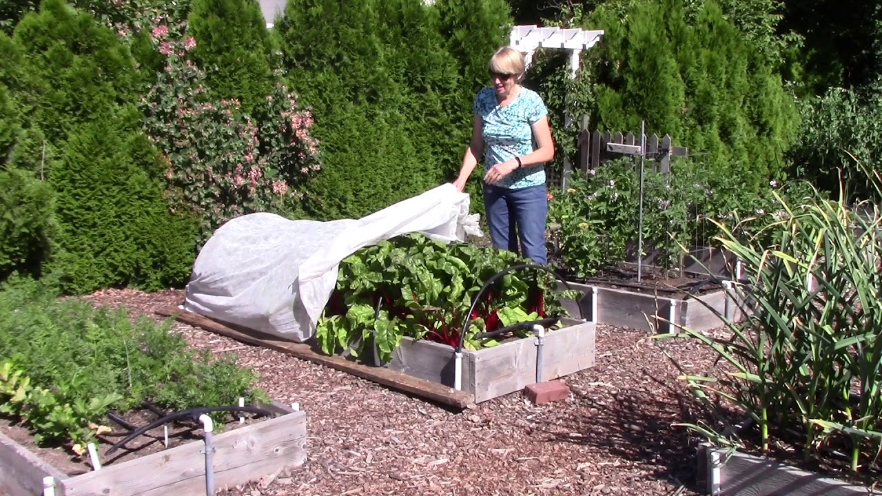 Vegetable Garden Tour - July: Everyone Can Grow a Garden (2018) #19