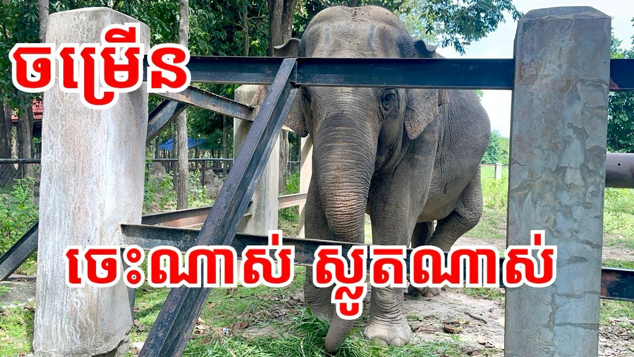 ចម្រើន ពិតជាឆ្លាត និងគួឲ្យស្រឡាញ់ 💚🐘💚