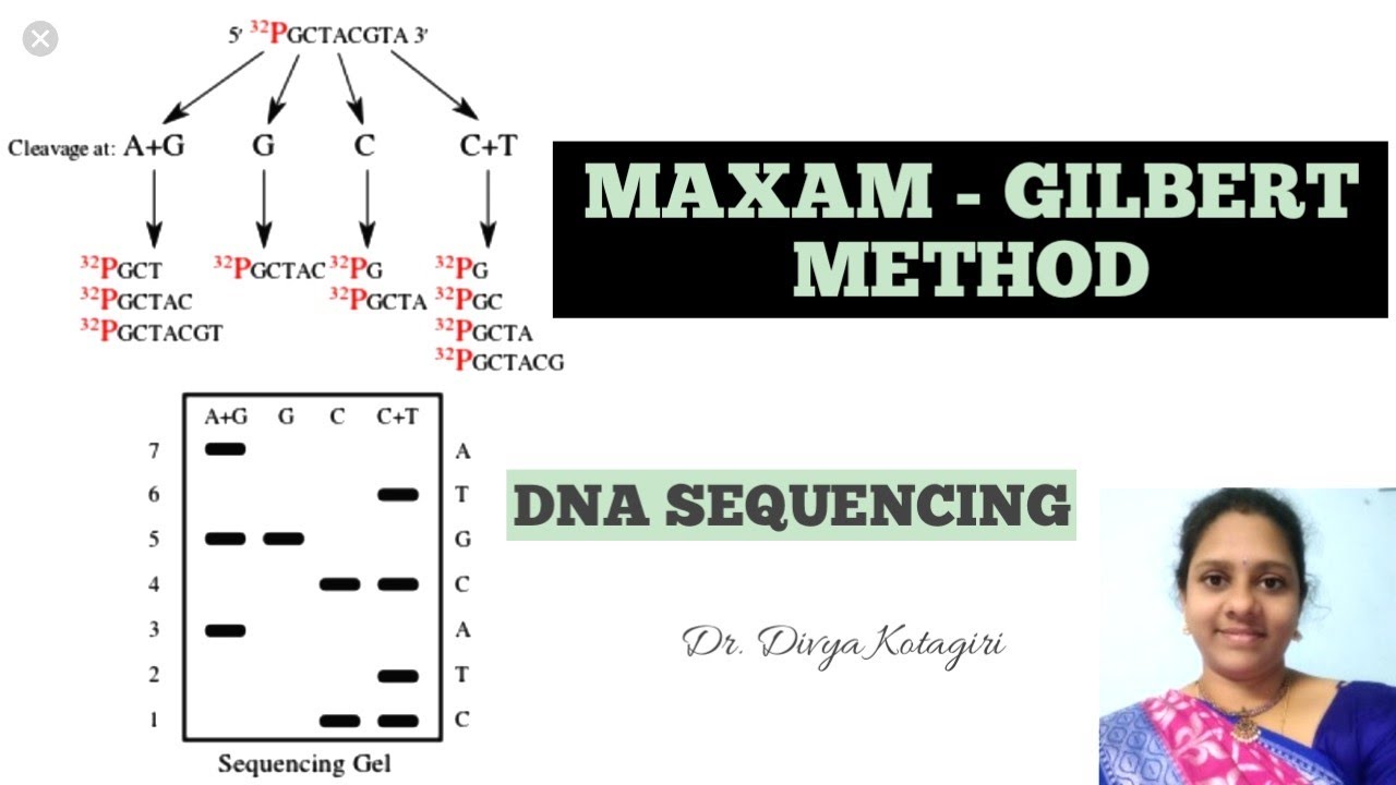 DNA sequencing# maxam-gilbert method# genes & genus