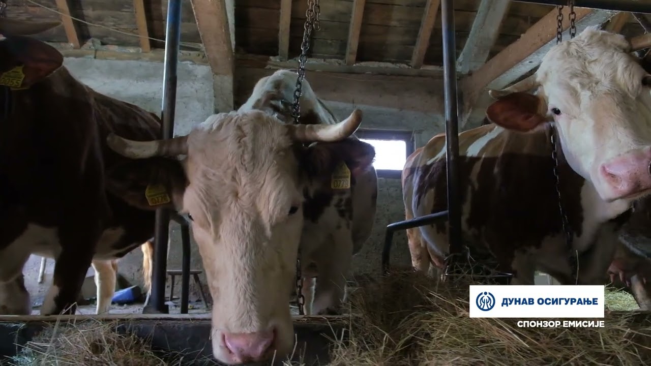 Složno, uspešno! ep. 259 04.03.2025. Farma Spasić, Donje Leskovice, krave muzare, sjeničke ovce
