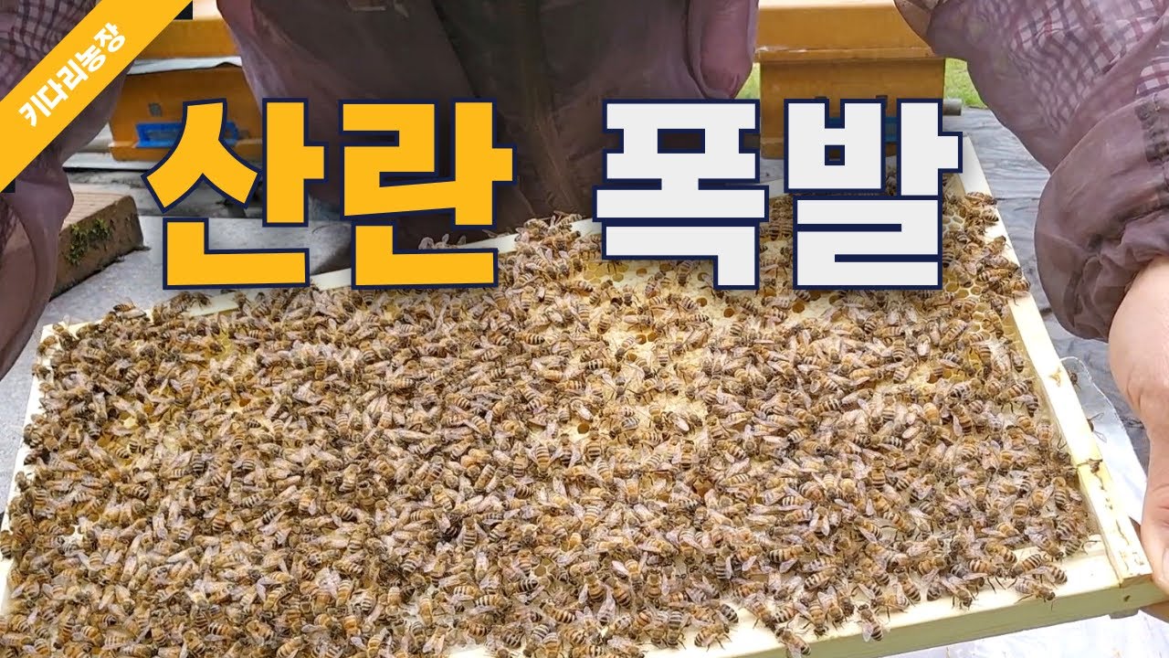벌이 쑥쑥 늘어나죠
