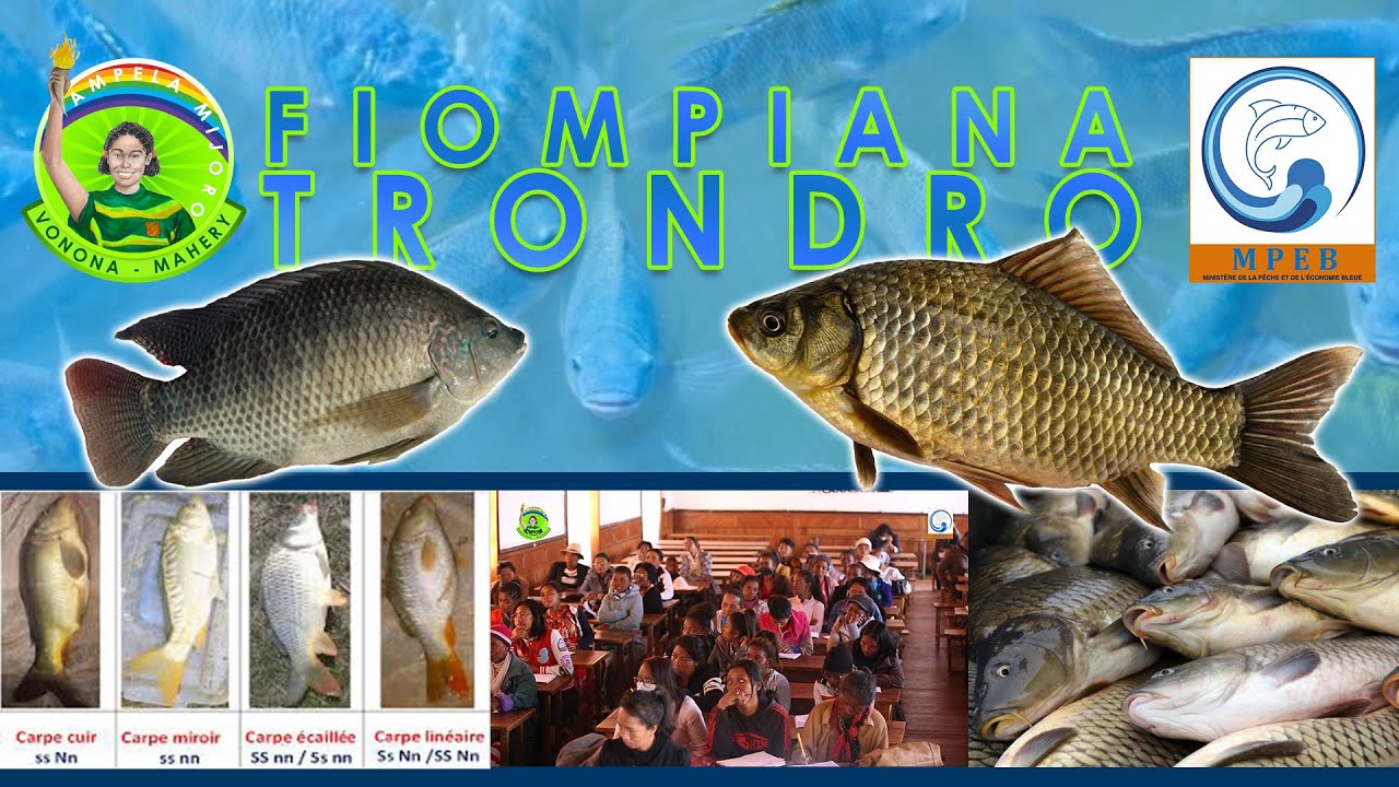 Ampela Mijoro - Fampiofanana fiompiana trondro .