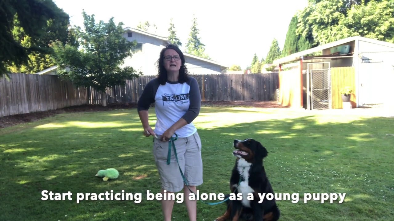 Retraining Bad Behaviors in young Bernese Mountain Dogs