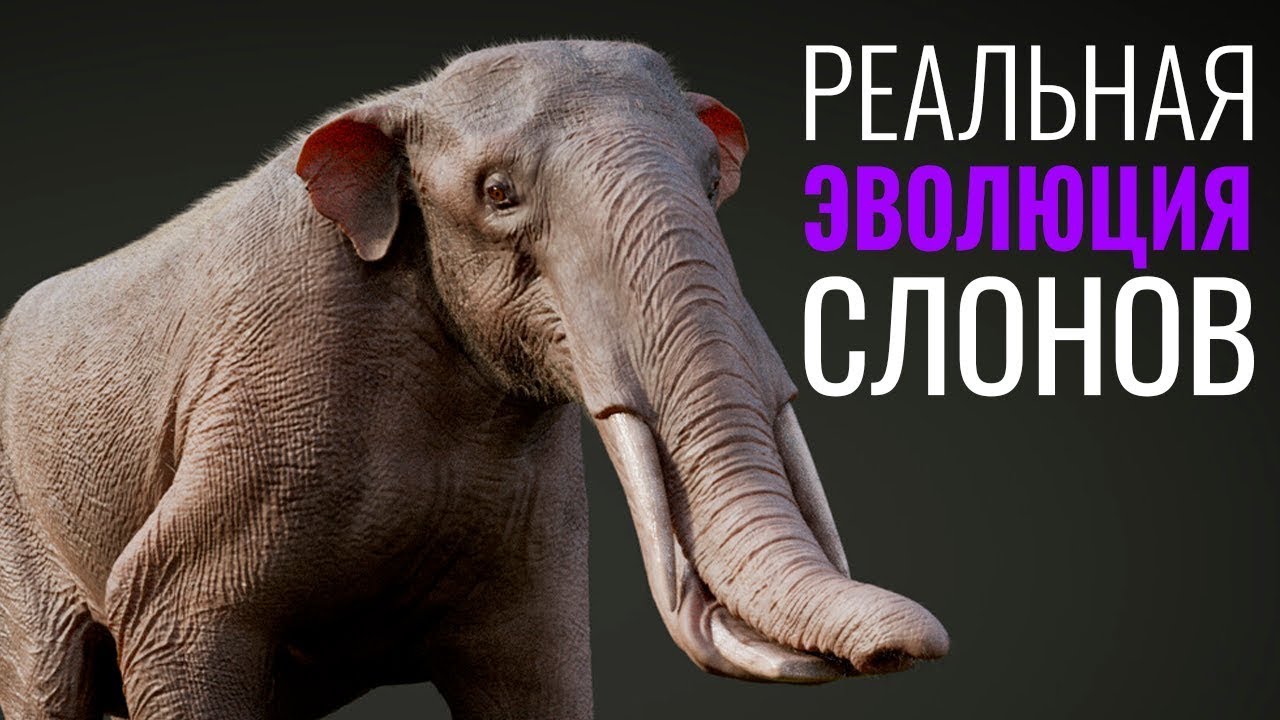 Реальная Эволюция Слонов  От клыков до бивней