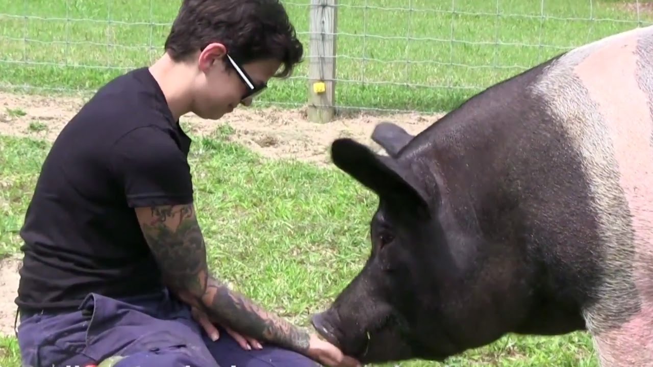 One Giant Pig's Big Transformation