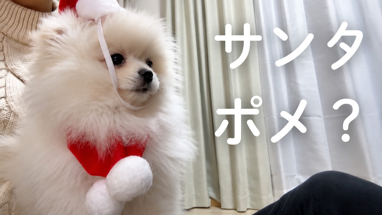 【初サンタ】白ポメがサンタコスに挑戦した結果…まさかの展開に😂