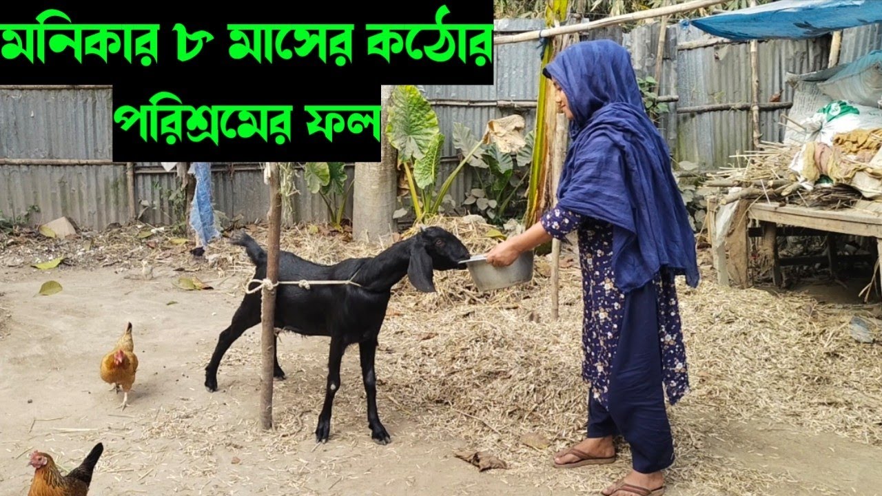 ১ টাকা ব্যাংকে রাখলে ৭ বছর পর ২ টাকা হয়।মনিকার ১২ হাজার টাকা ১১ মাস পরে কত টাকা হবে।