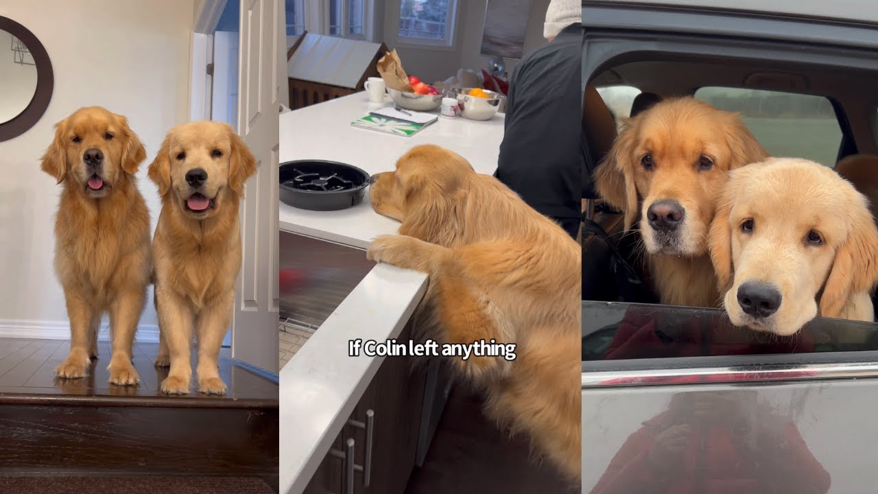 A Week in The Life | Sterling And Colin The Golden Retrievers
