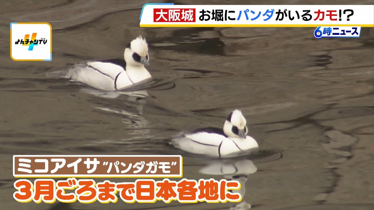 パンダがいなくなった日本に「パンダガモ」！？大阪城の外堀に白いカラダと黒い目元が特徴「ミコアイサ」が飛来（2026年2月3日）