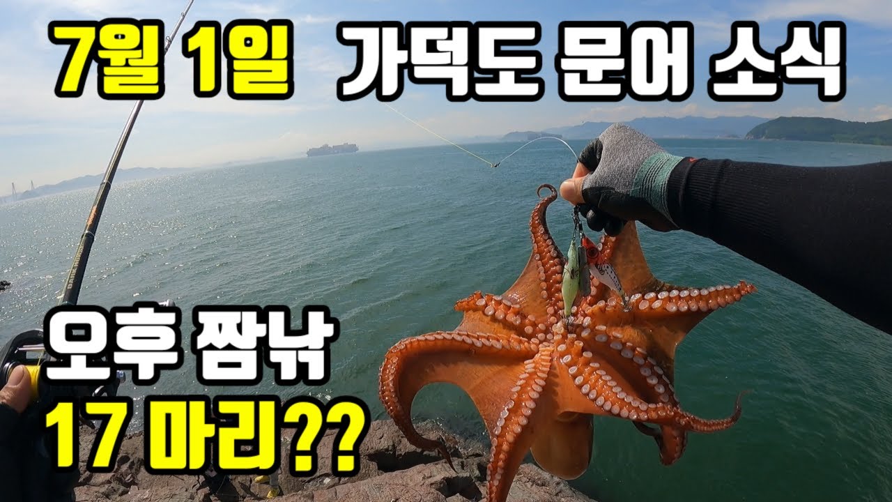 드디어 문어낚시 시즌 시작~  가덕도 도보권 문어 소식입니다  금어기 해제!!  7월 1일 문어 소식입니다