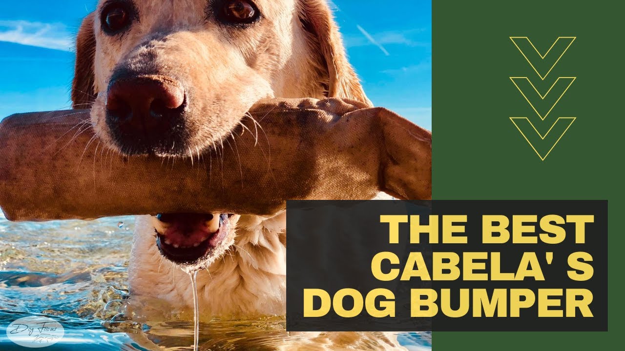 Cabela's Dog Bumpers Reviewed // Dog Bumper Training