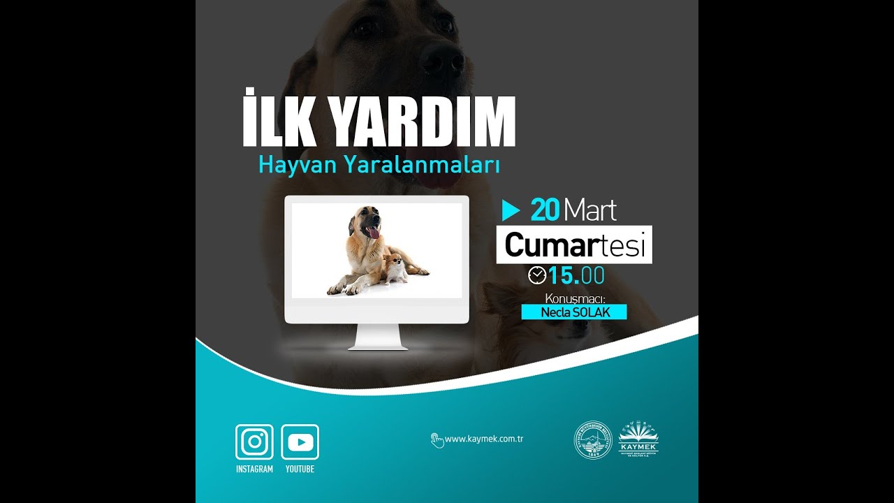 İlk Yardım Hayvan Isırmaları