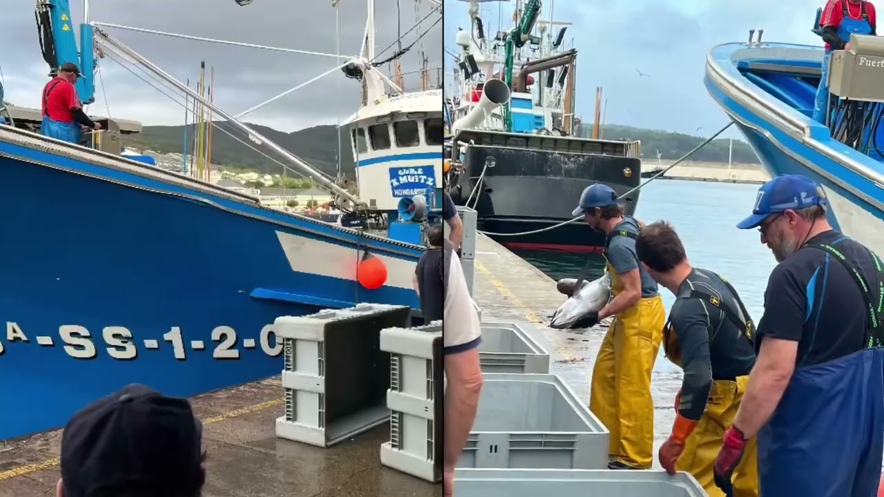 PUERTO DE CELEIRO: puerto pesquero referencial